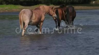 美丽的棕色马在河边吃草，在水上散步，晴朗的天气